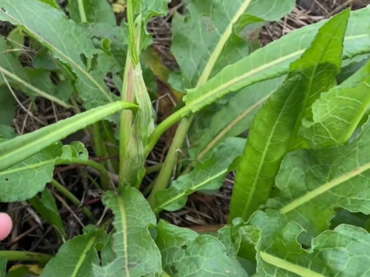 听老一辈的人讲,过去饥荒年代,它曾是人们赖以生存的救命稻草.