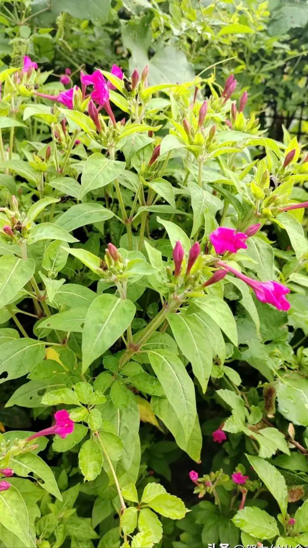 这花长得像小喇叭,早晚开花,雨后也会开花.