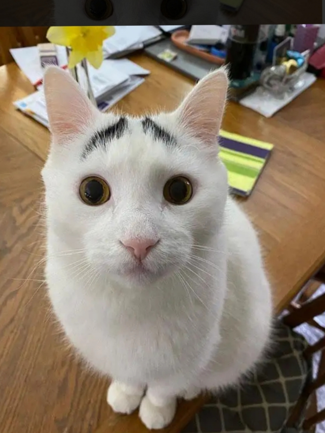 瞧这只拥有眉毛的小猫咪,真是可爱得让人心都要化了!