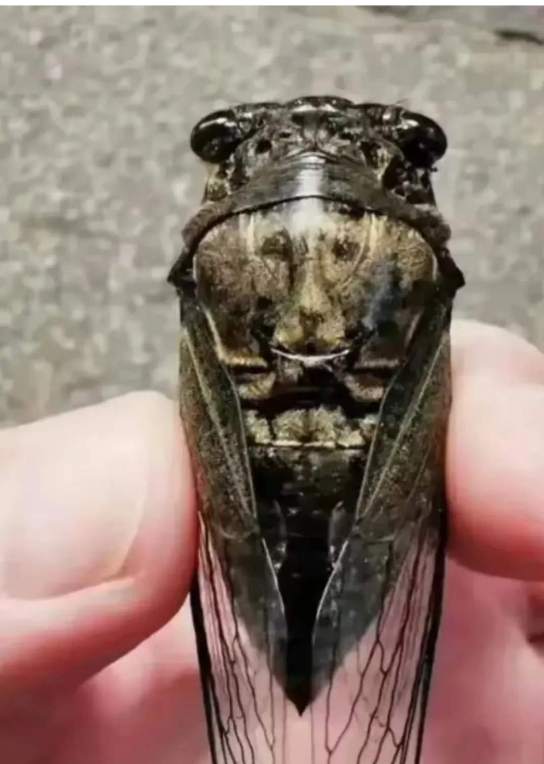 村里的老人都说,从来没见过这么奇怪的蝉,特别蝉背上的图案,更加增加