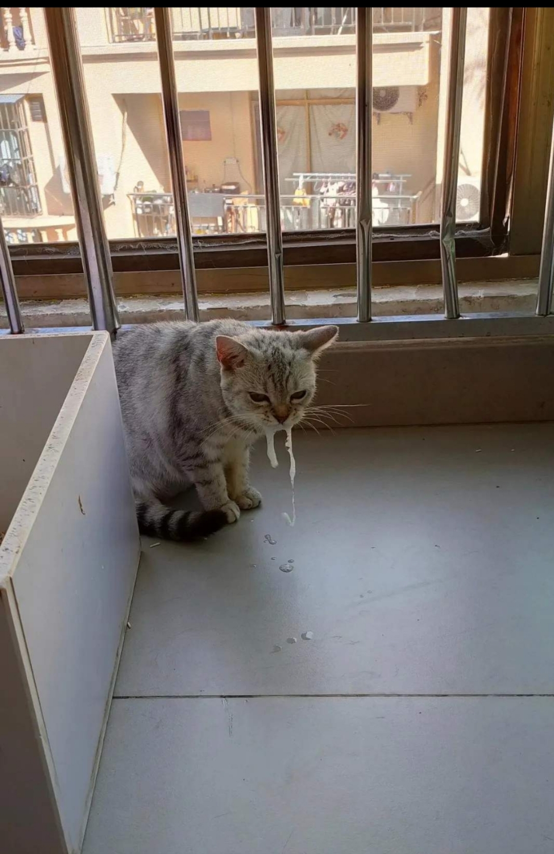 今天早晨起来去买菜路过就发现,猫咪口吐白沫,回来时已经两个多小时了