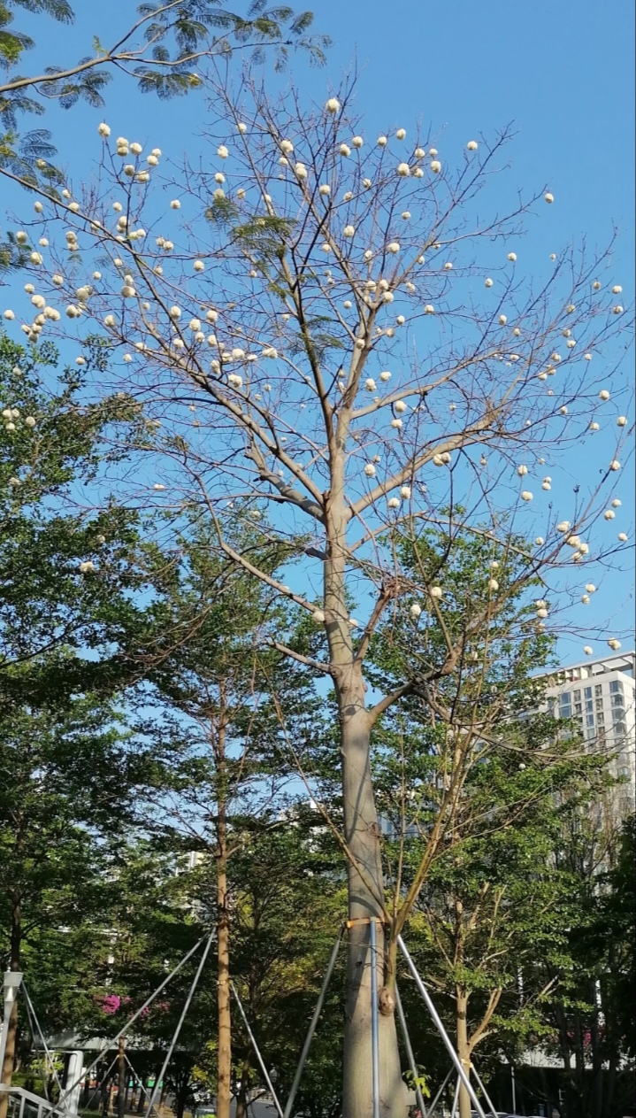 路边像棉花的树图片