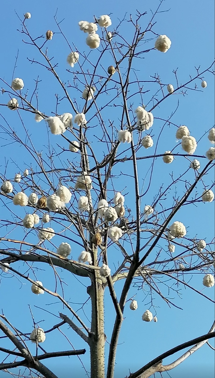 路边像棉花的树图片