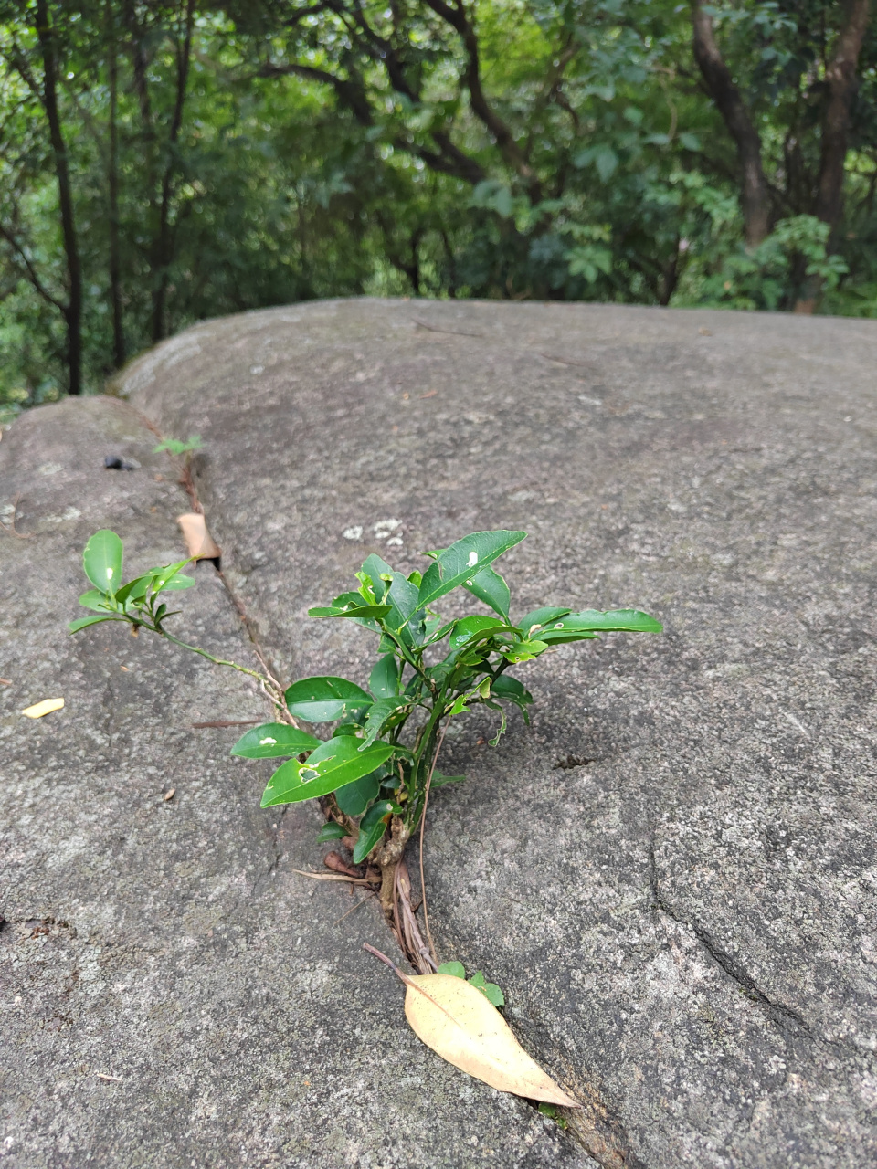 绝处逢生,生活也该如此