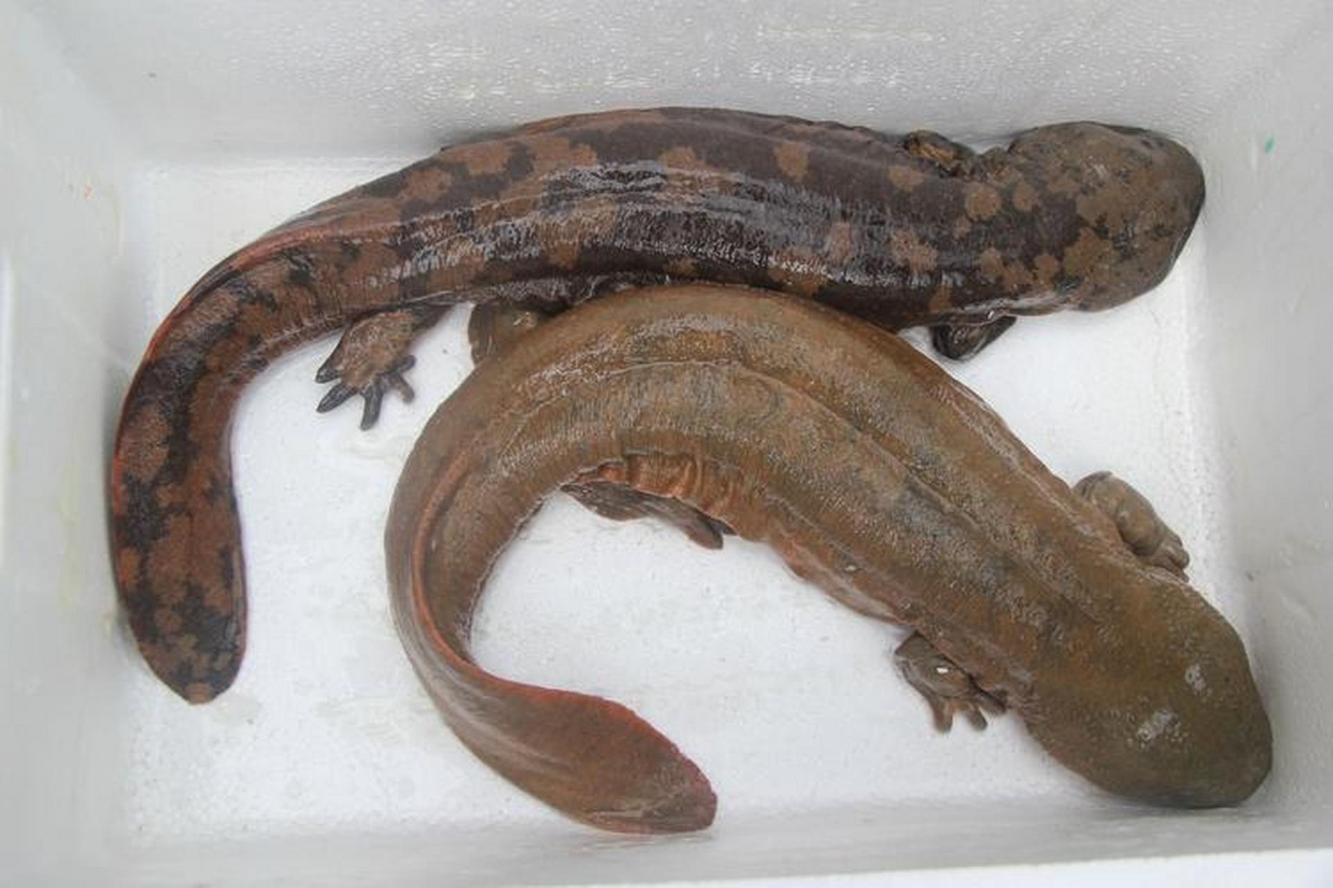 娃娃鱼 娃娃鱼,是一种濒临灭绝的珍稀动物,是一种有头无尾的两栖动物