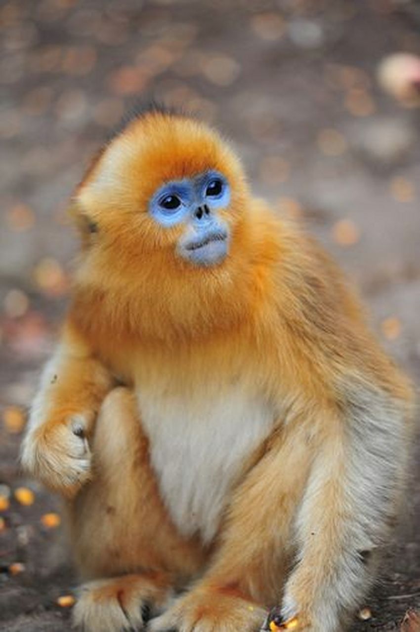 美丽的金丝猴 金丝猴是我国特有的珍稀动物,主要分布于我国的四川