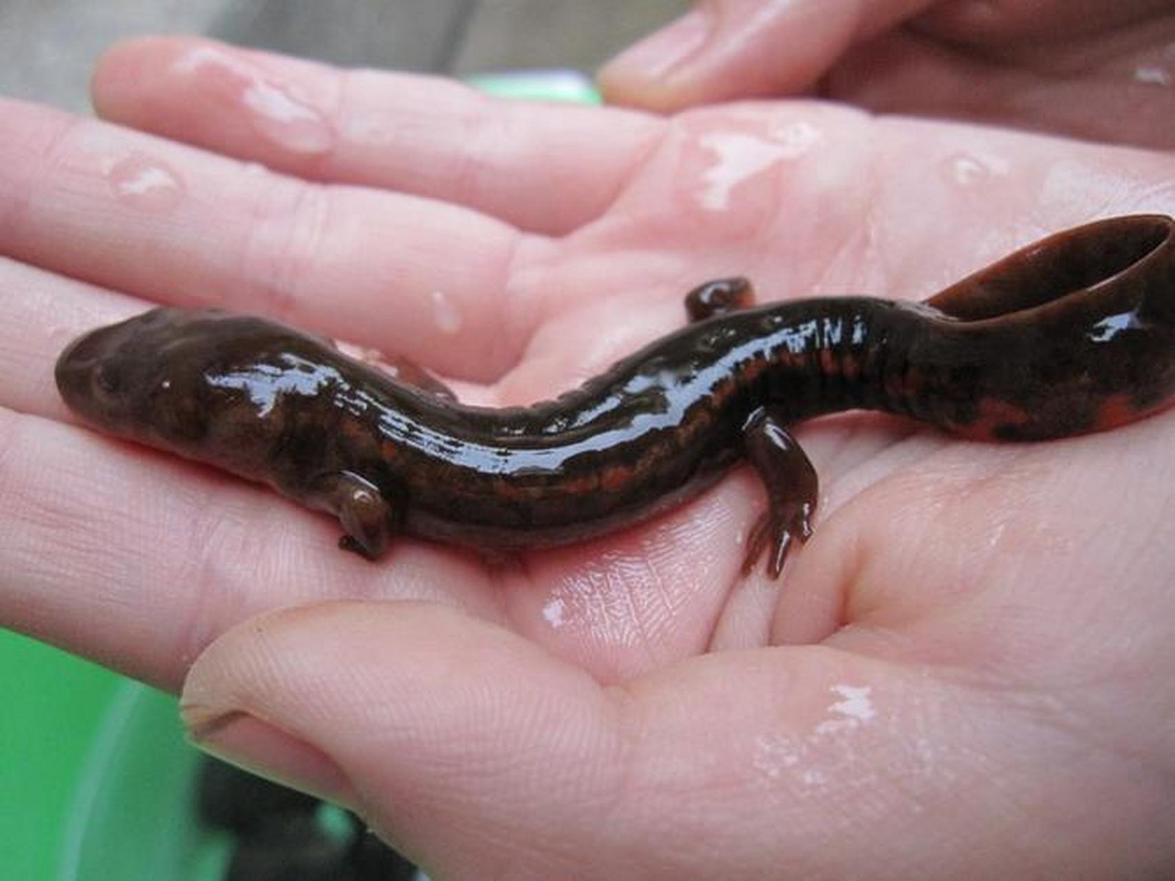 娃娃鱼 娃娃鱼,是一种濒临灭绝的珍稀动物,是一种有头无尾的两栖动物