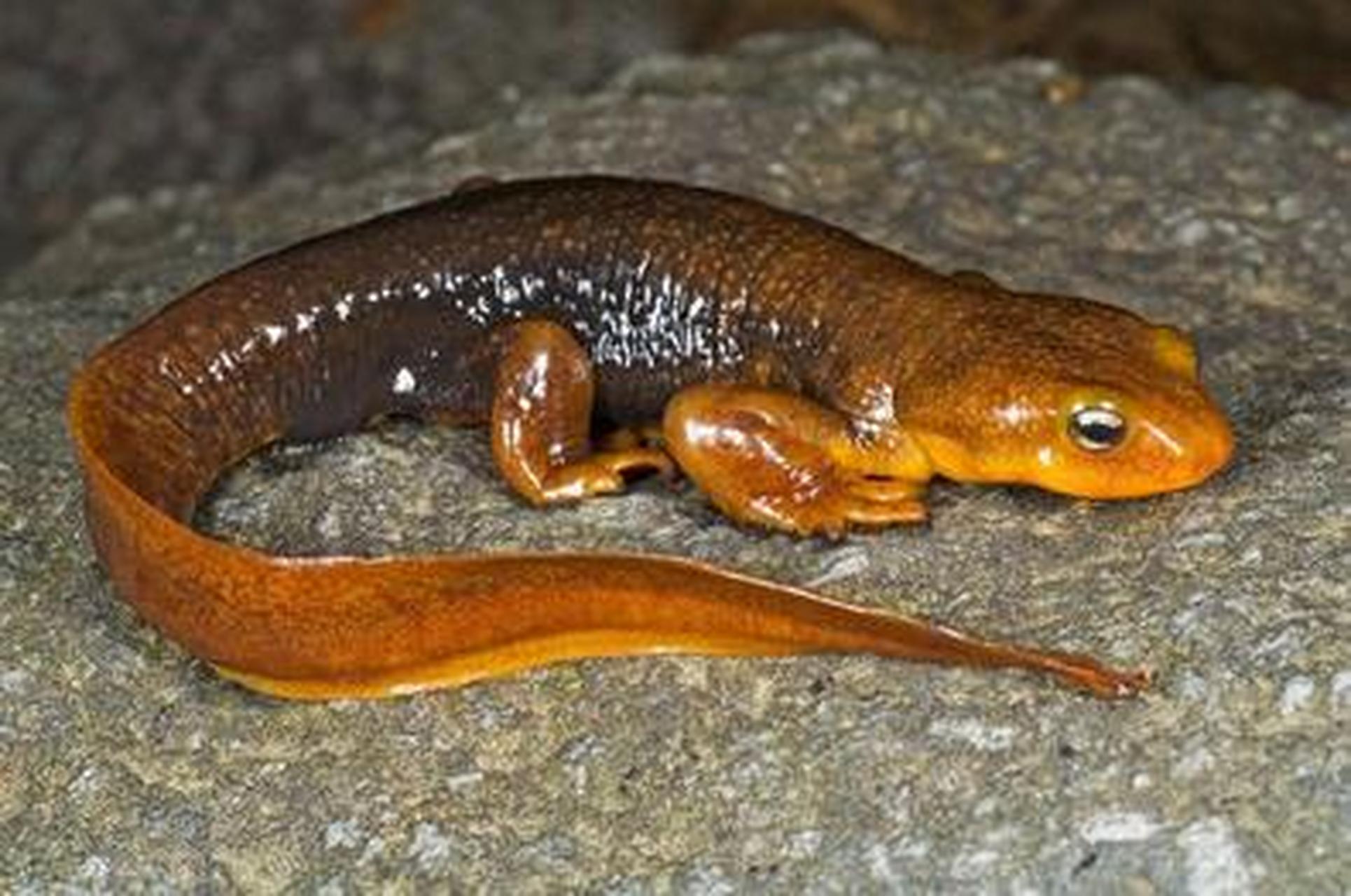 蝾螈主要分布于北美地区,我国有5属约12种.