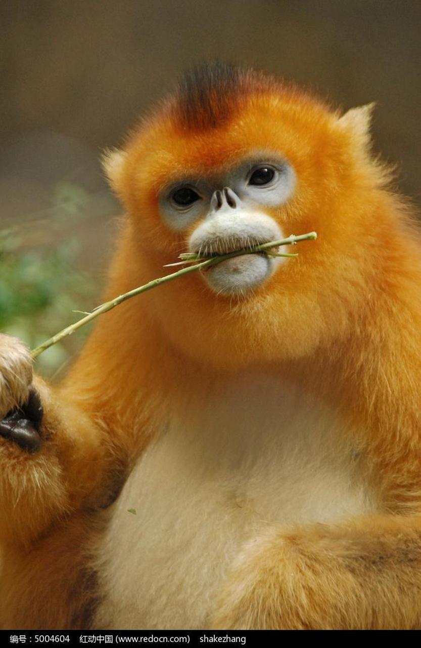美丽的金丝猴 金丝猴是我国特有的珍稀动物,主要分布于我国的四川,云