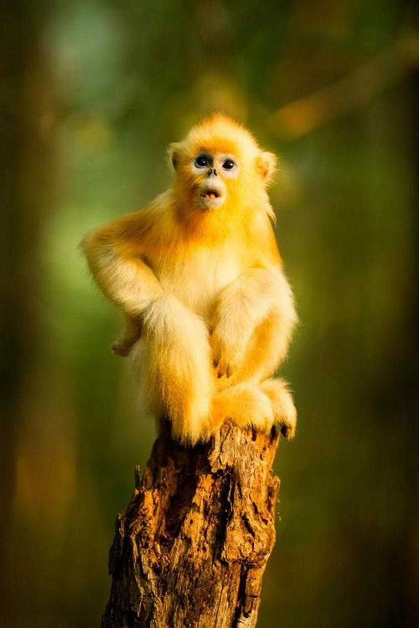 美丽的金丝猴 金丝猴是我国特有的珍稀动物,主要分布于我国的四川