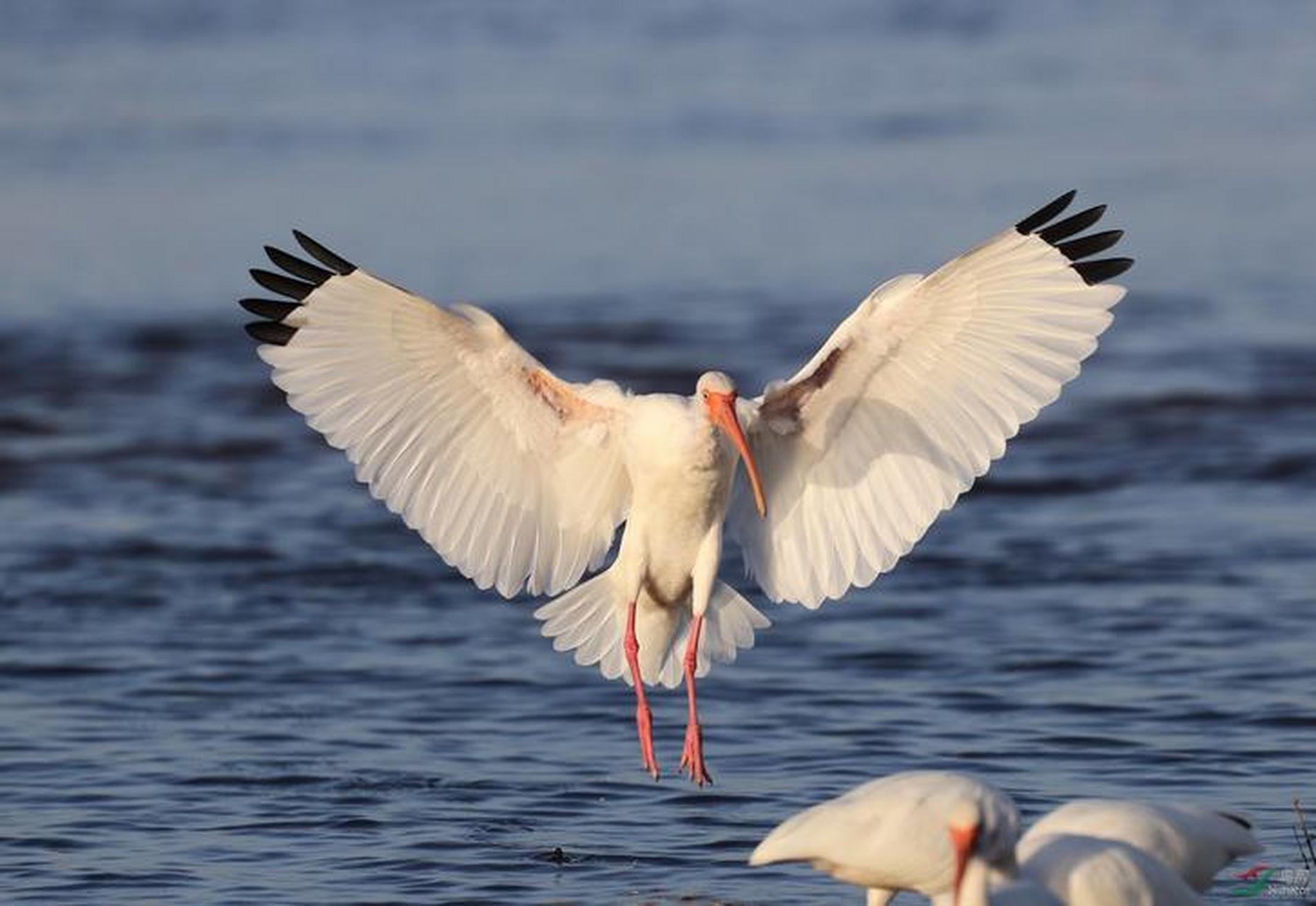 白鹮 白鹮,是世界上最美丽的鸟类之一,也是我国一级重点保护动物.