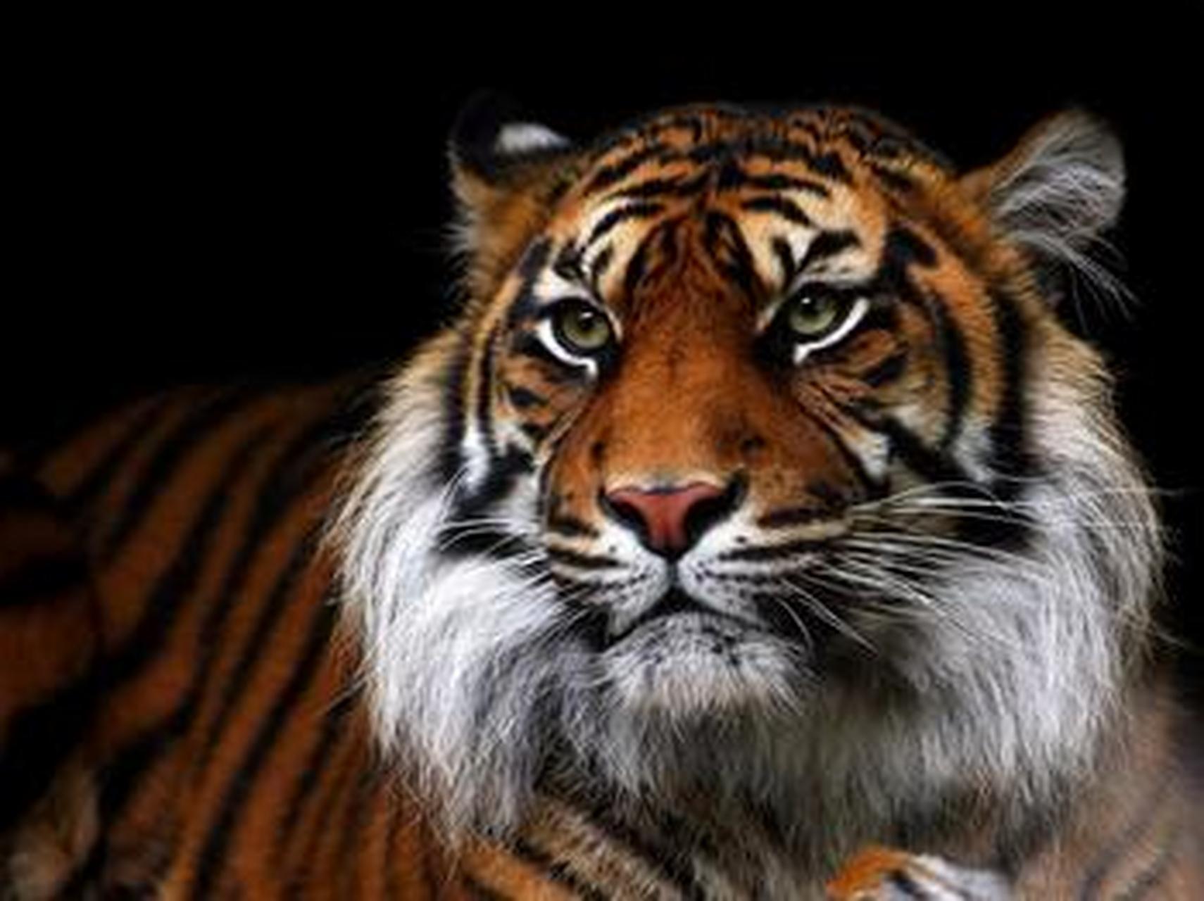 虎势 猛虎雄图自有神,猛于生齿似成人.