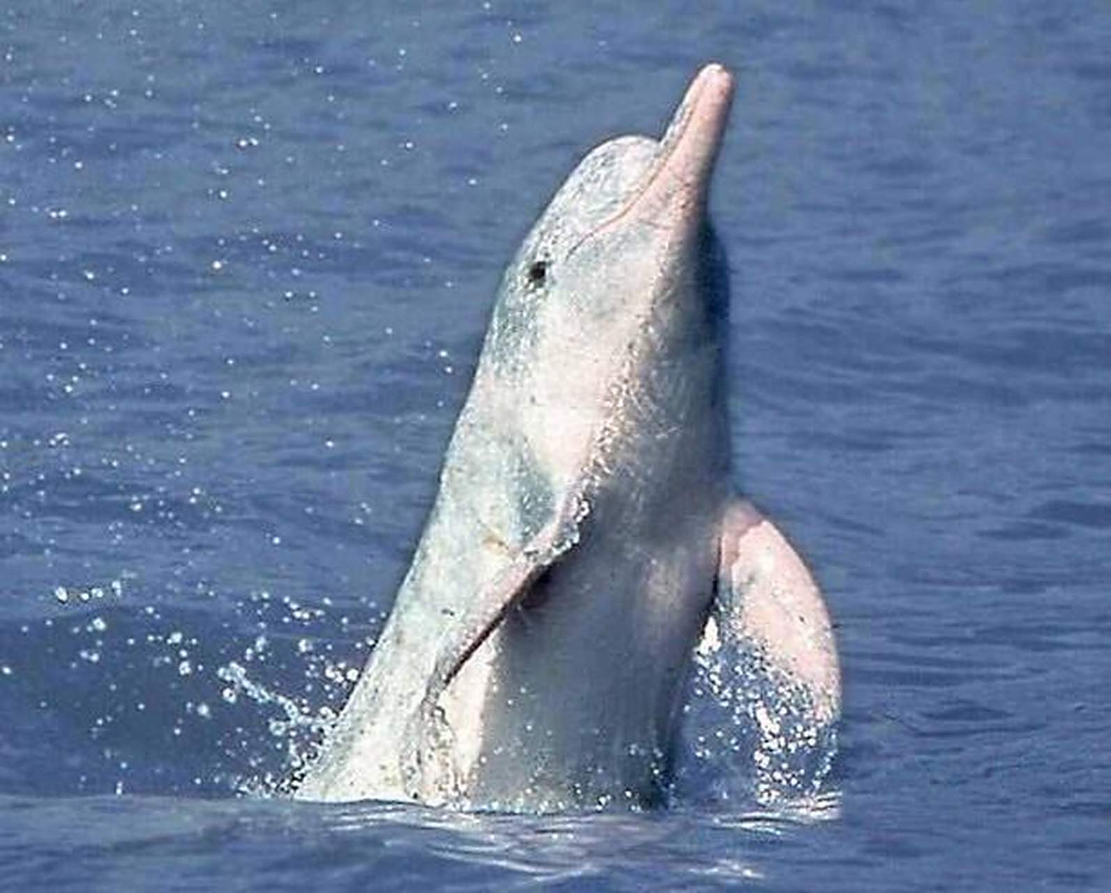 白鳍豚 白鳍豚是世界上最大的淡水豚类,属国家一级保护动物,目前在中