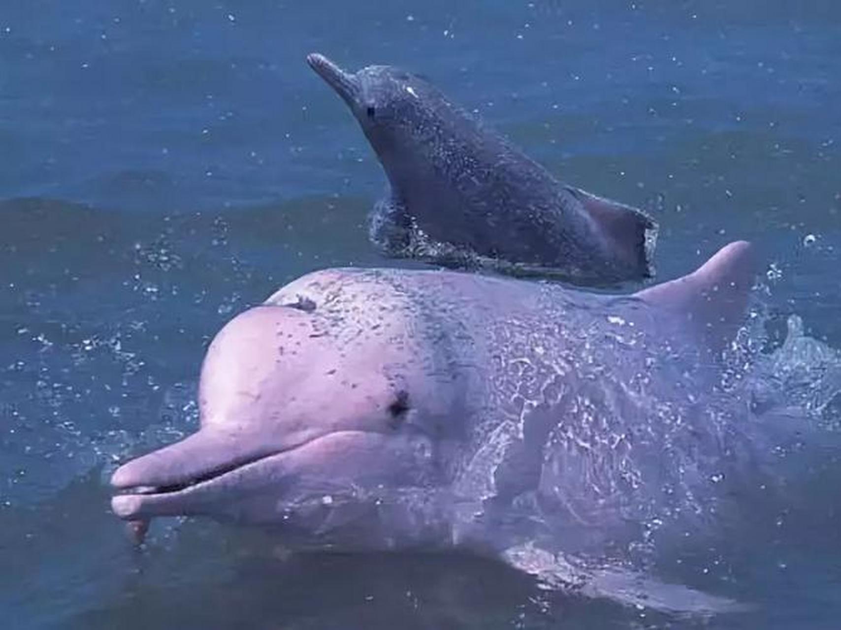 白鳍豚 白鳍豚是世界上最大的淡水豚类,属国家一级保护动物,目前在