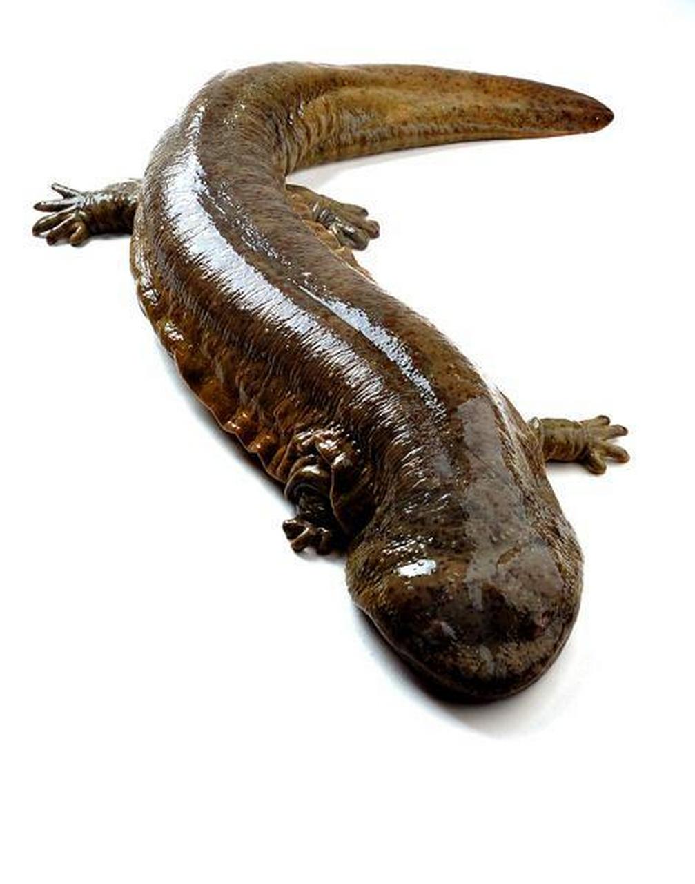 娃娃鱼 娃娃鱼,是一种濒临灭绝的珍稀动物,是一种有头无尾的两栖动物