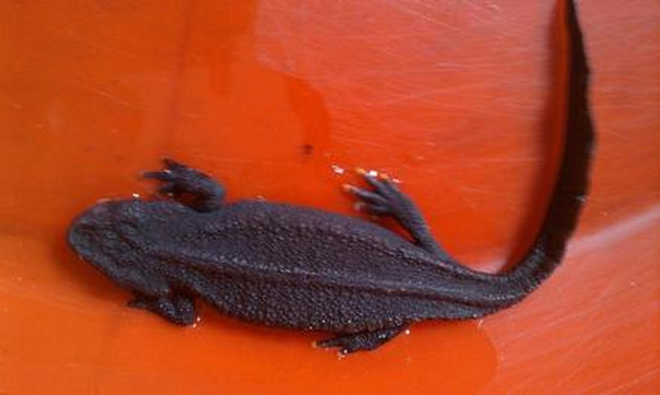 蝾螈 蝾螈,别名树螈,有尾目蝾螈科,因其生活在水里,故又名水龙,水蛇等