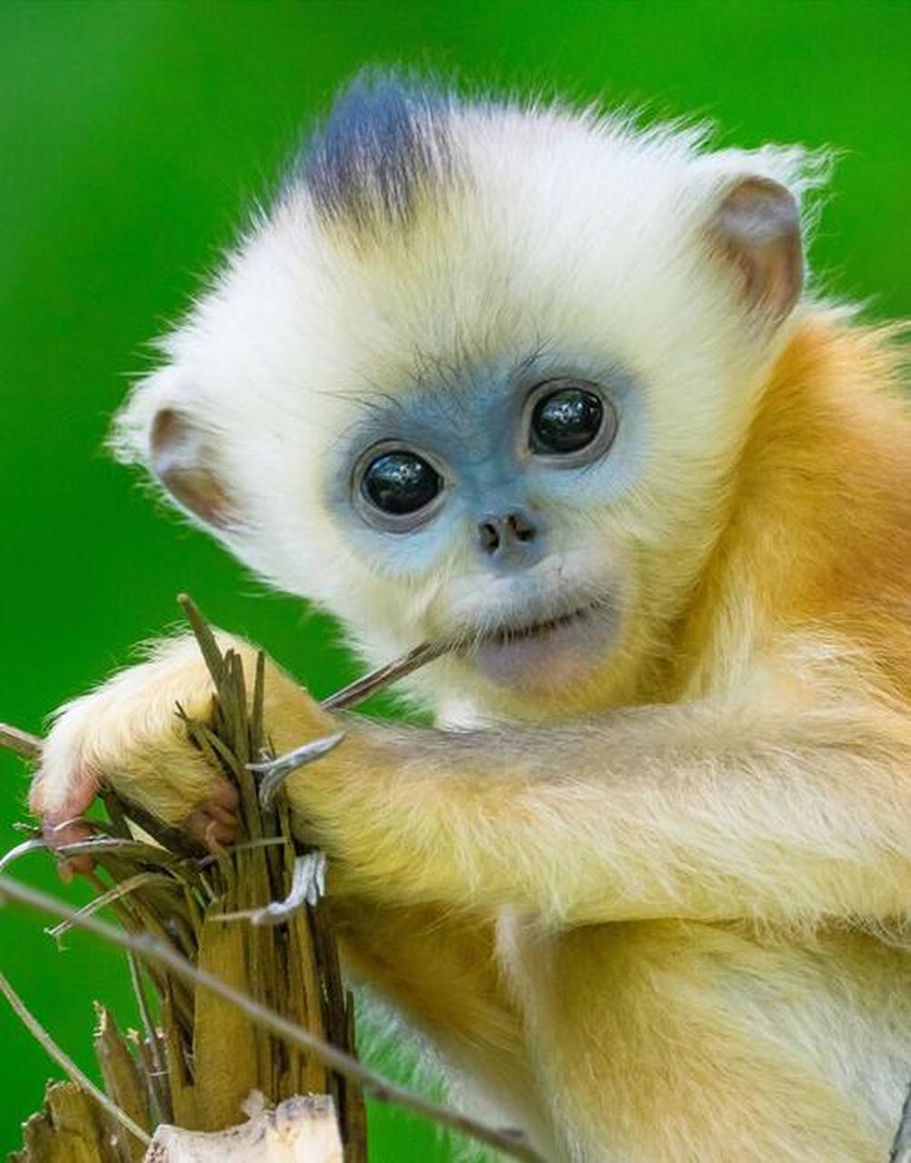 美丽的金丝猴 金丝猴是我国特有的珍稀动物,主要分布于我国的四川