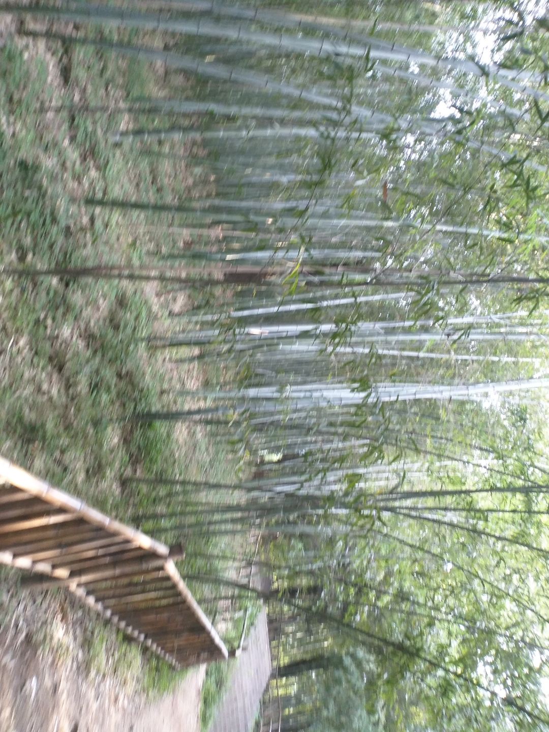 青树翠蔓,蒙络摇缀,参差披拂