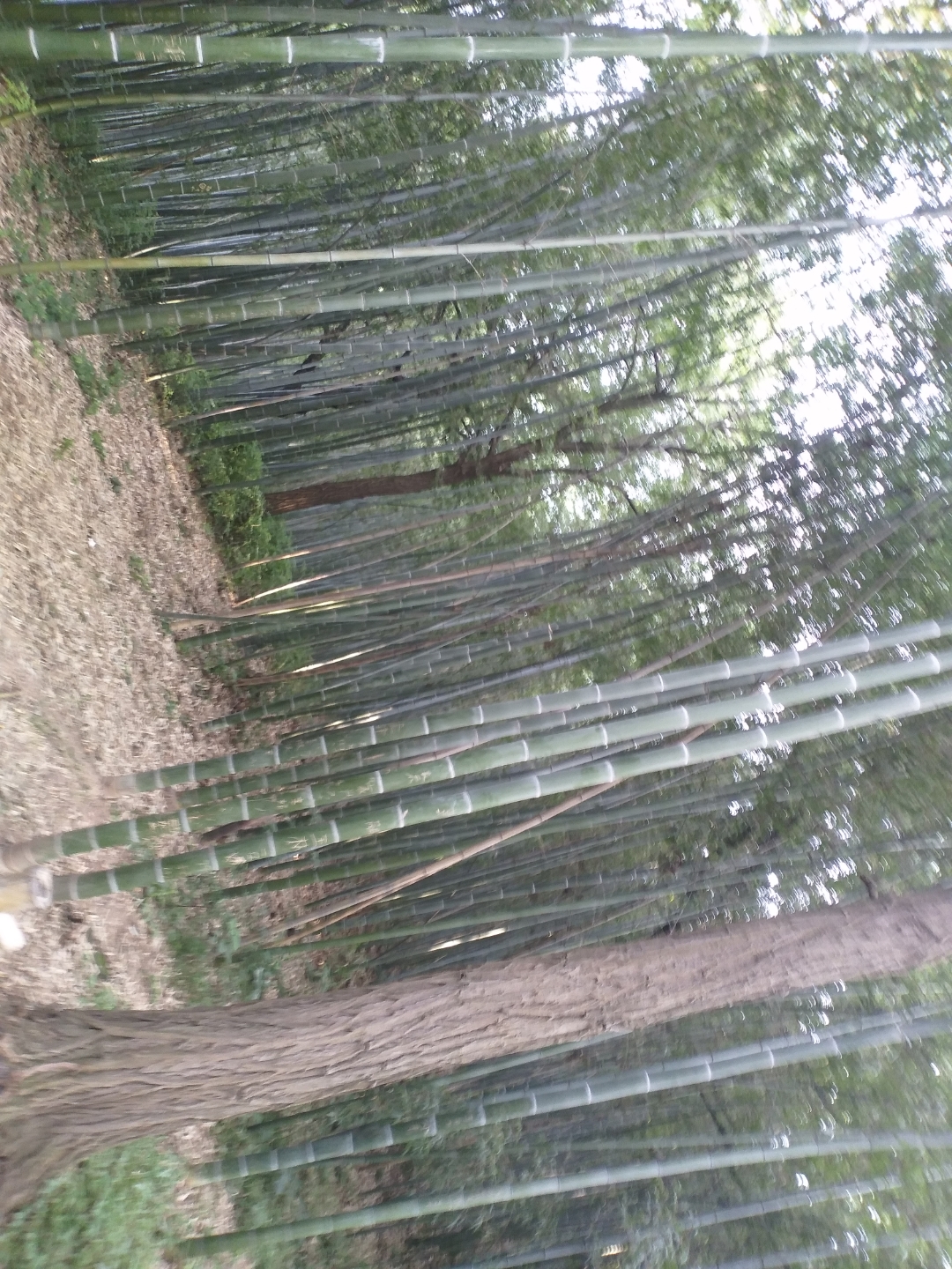 青树翠蔓,蒙络摇缀,参差披拂