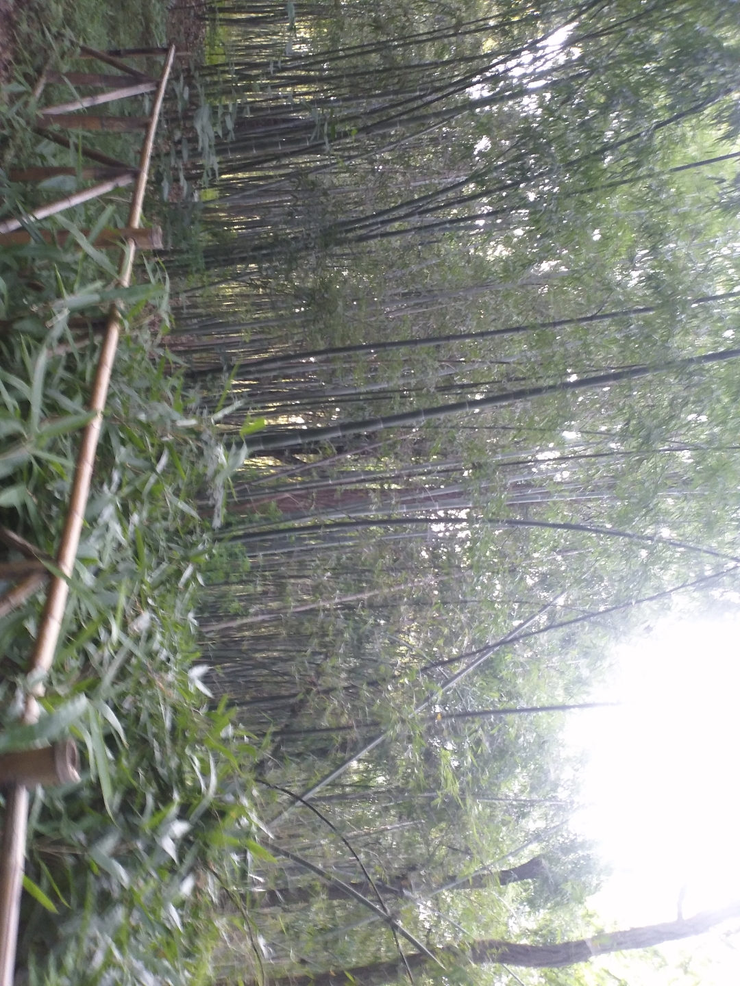 青树翠蔓,蒙络摇缀,参差披拂