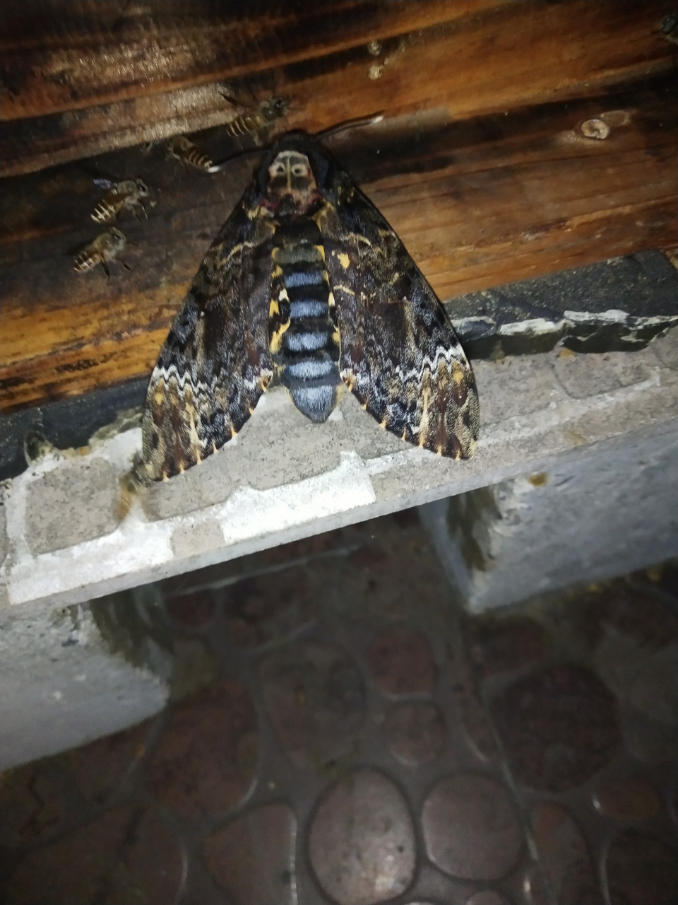 超大糖蛾蜜蜂箱门进不去