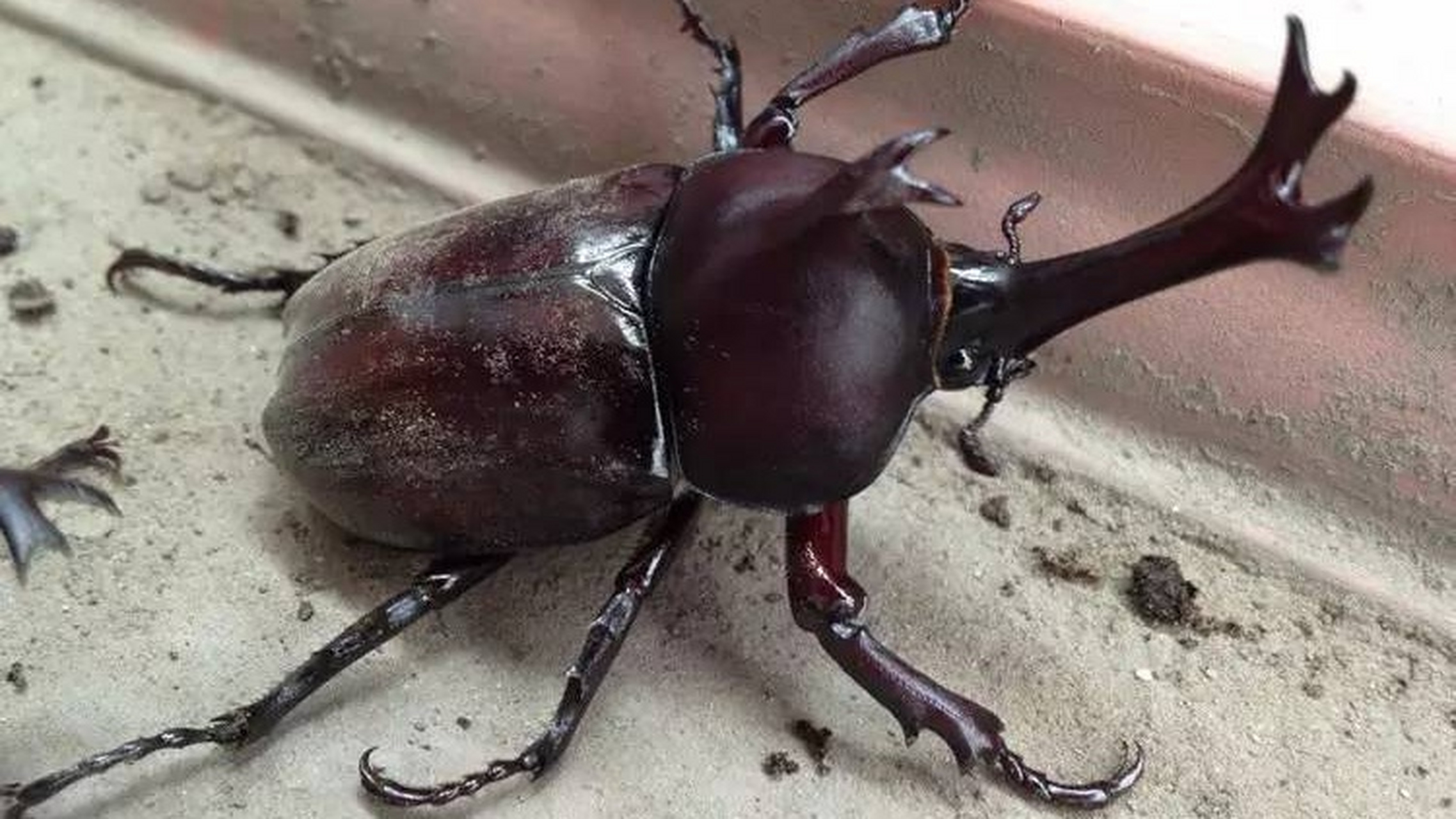 求教,这种甲壳虫叫啥名?体型超大,外观超酷