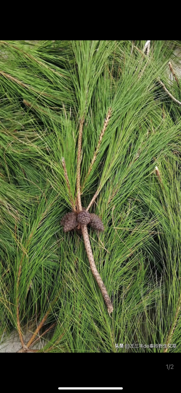 有哪位老板需要松针吗,收购价格多少的,您要多少有多少