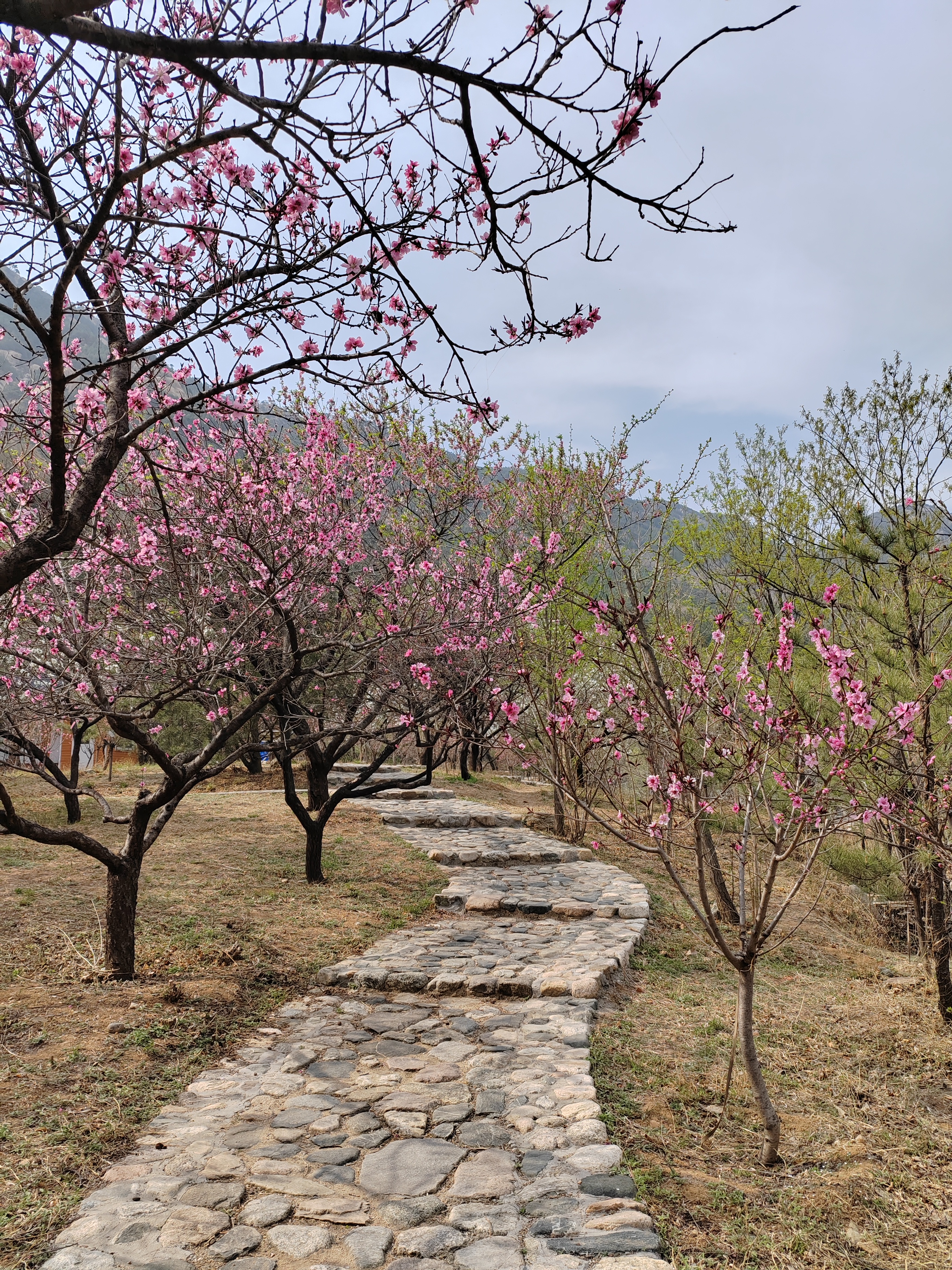 博山池上桃花峪图片