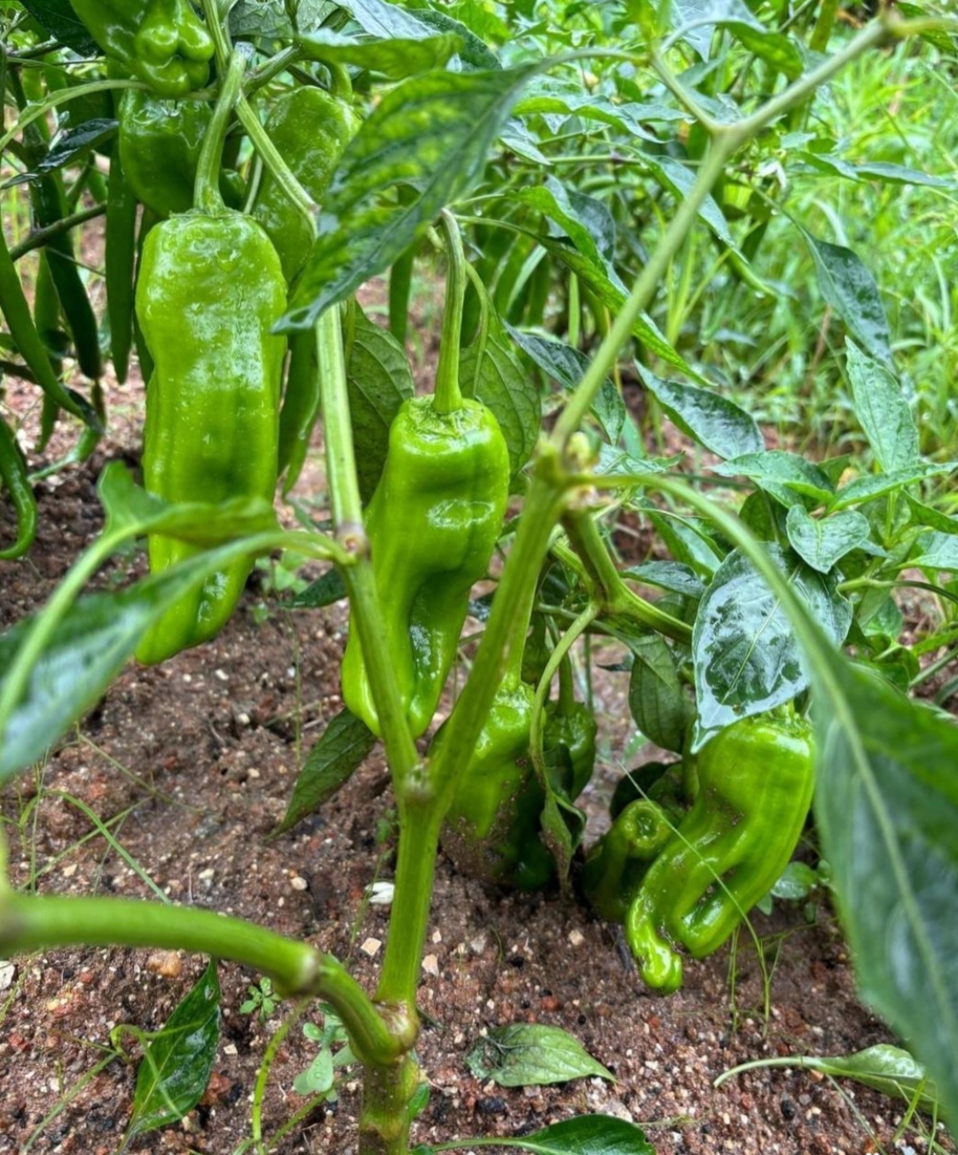 去菜园摘菜看到这场景,瞧,菜园里的辣椒真是长疯了,互相交错着,仿佛小