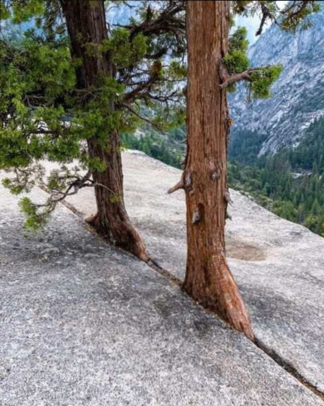 石缝中的大树,顽强生长,不畏艰难.漫步山间,见此景,心生敬意