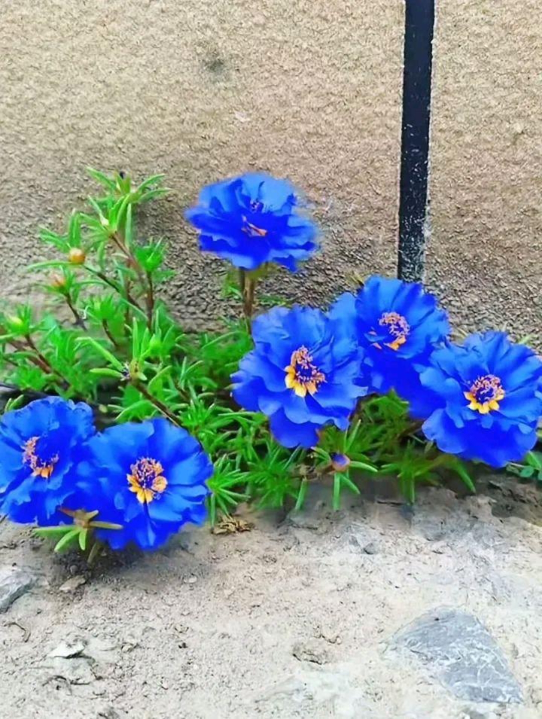 在墙角的缝隙边上看到了一株独特的蓝色太阳花,静静绽放,仿佛整个世界