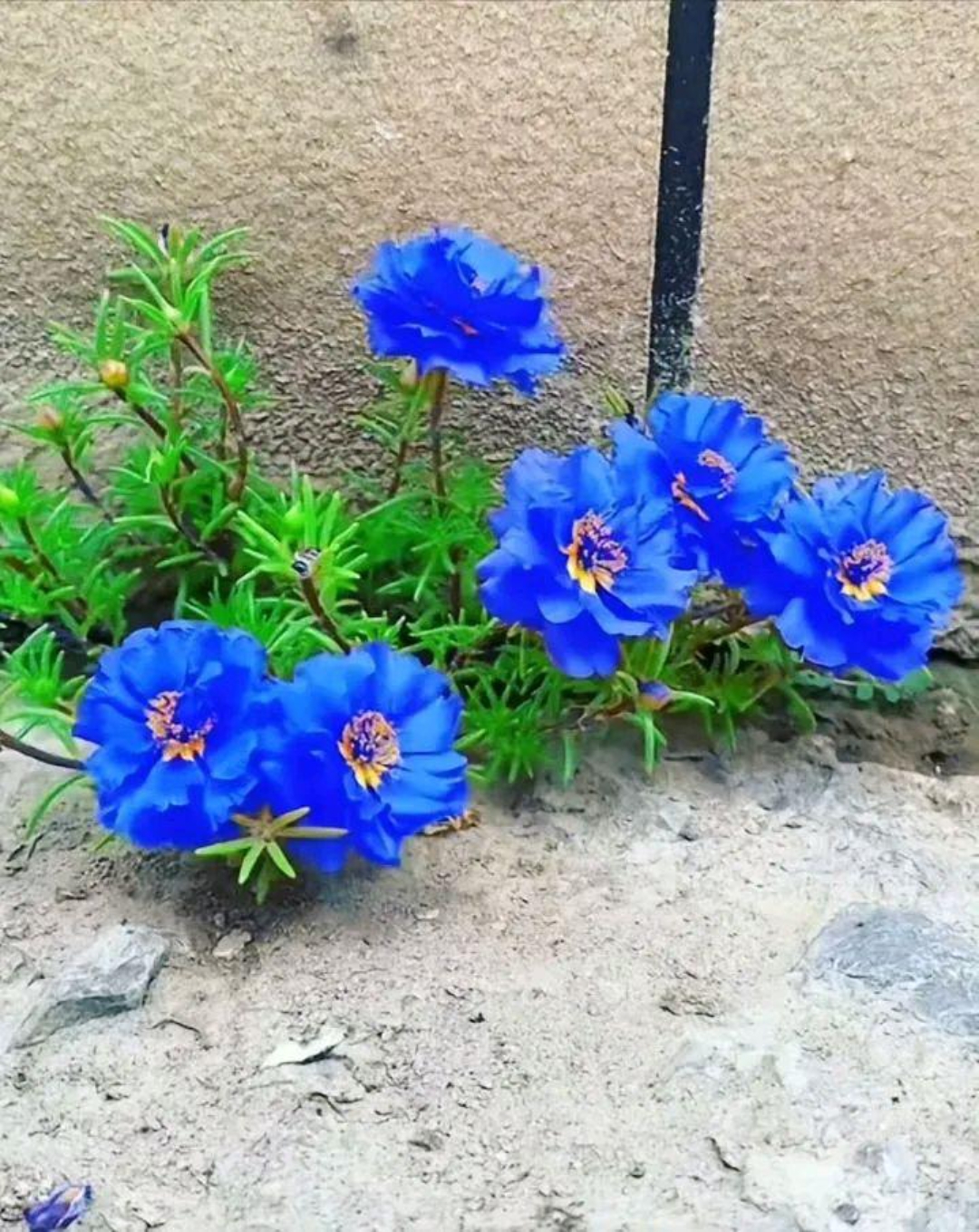 在墙角的缝隙边上看到了一株独特的蓝色太阳花,静静绽放,仿佛整个世界