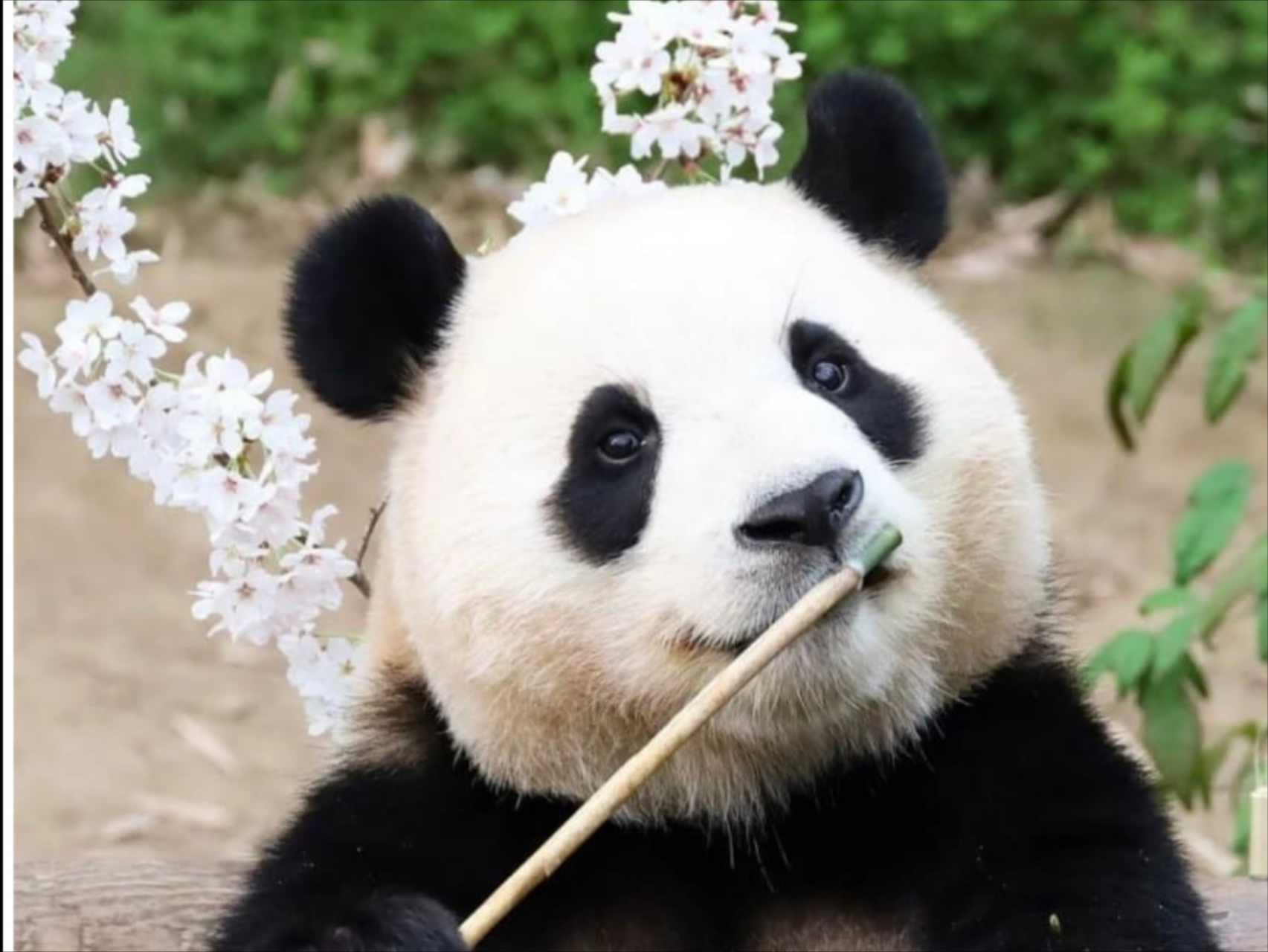 熊猫福宝"熊设崩塌"! 在最近的韩国论坛theqoo上,一则关于大熊猫福宝"