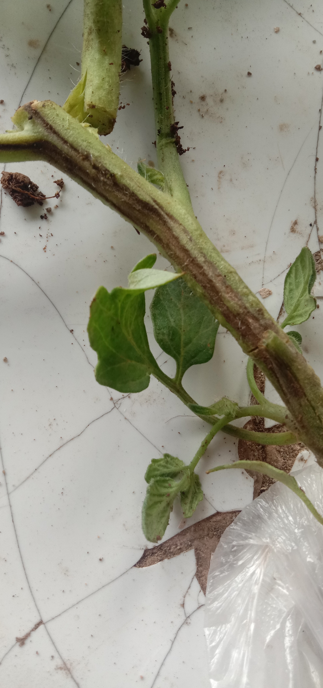 这是番茄什么病