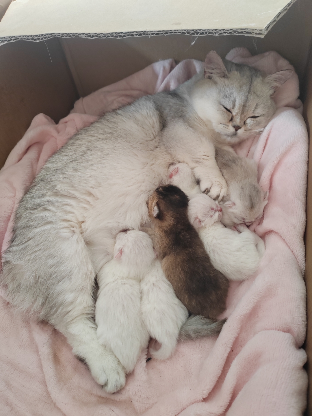 自家矮脚银渐层生的银点猫出售