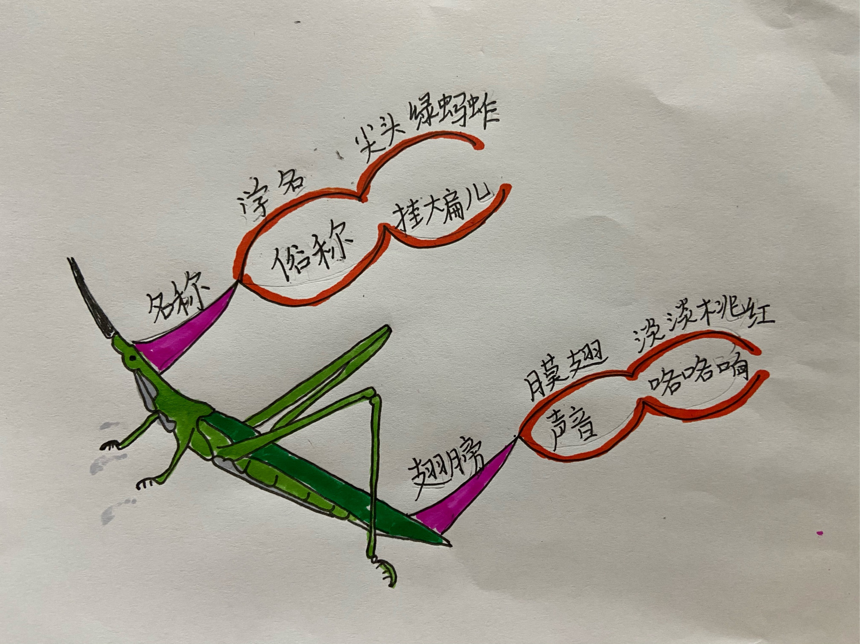 尖头绿蚂蚱思维导图.