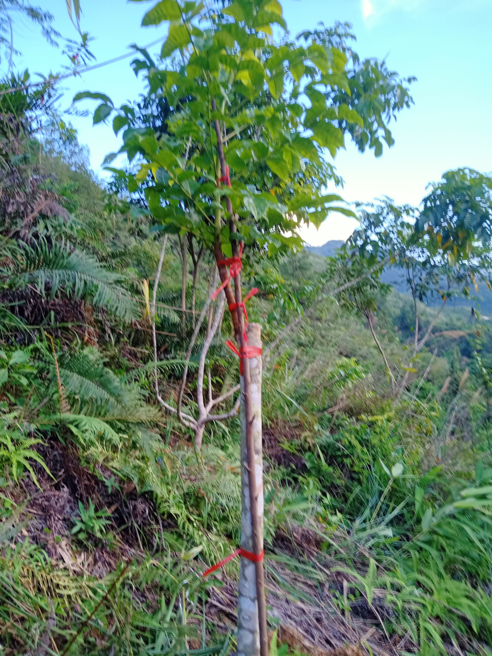 高产黑榄工艺榄嫁接大树