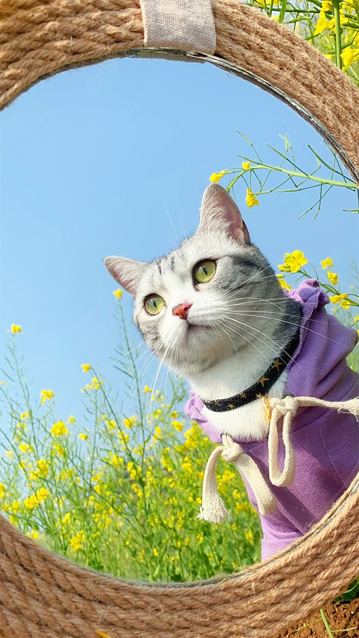 王泡芙壁纸,你有没有心动到了呢?[心] 拿搬盗,有喜欢猫咪的盆友呢?