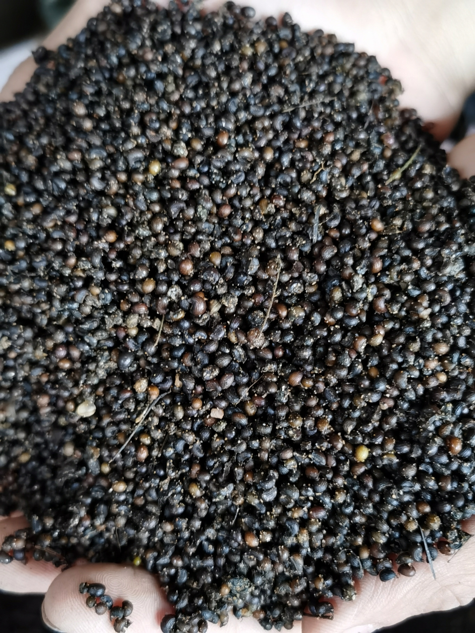 吉林山野菜种植:出售紫杆大叶芹种子,老山芹(黑瞎芹)种子,籽粒饱满,保