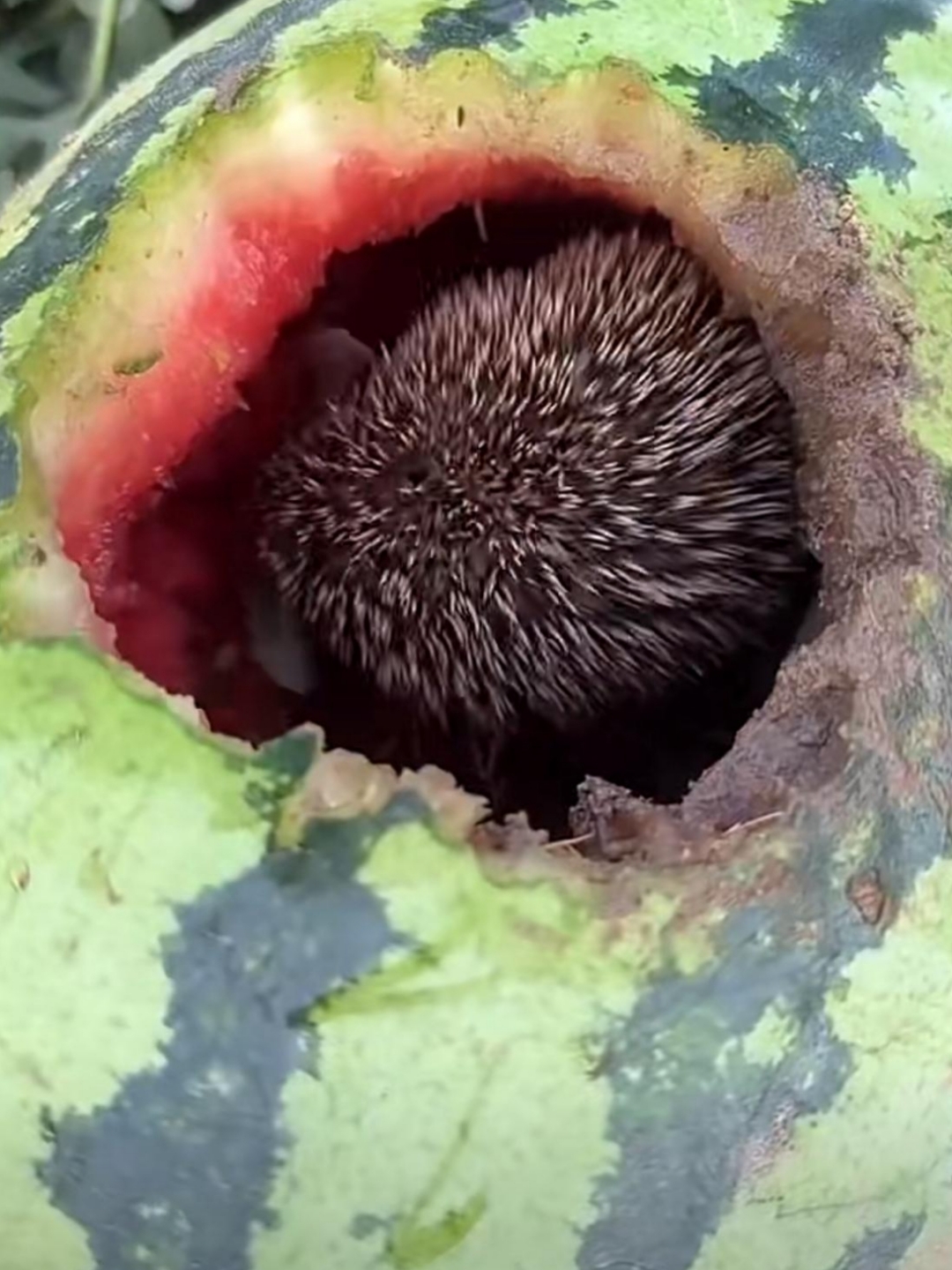 今天天气太热了,去摘个西瓜喝,没想到看到一只小刺猬在喝西瓜,太可爱