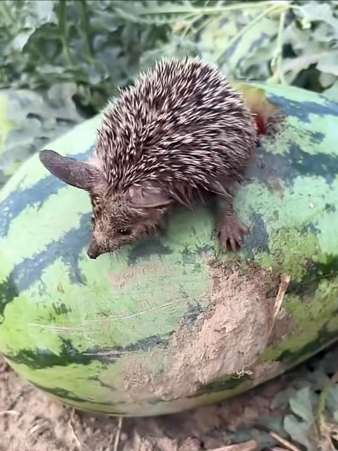 今天天气太热了,去摘个西瓜喝,没想到看到一只小刺猬在喝西瓜,太可爱