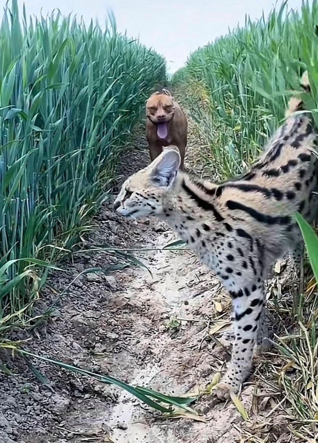 这到底是什么品种的猫?貌似我家狗子很怕它哦!