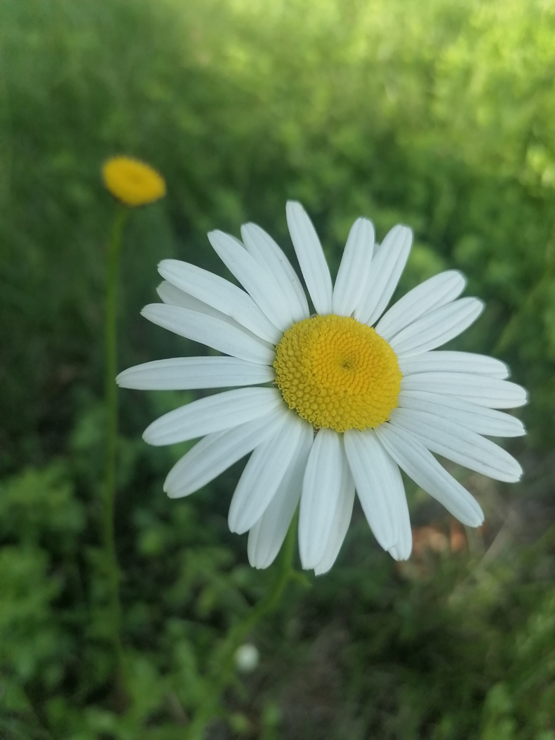 在这绿意盎然的背景前,一朵朵洁白如雪的雏菊静静绽放,仿佛是大自然的
