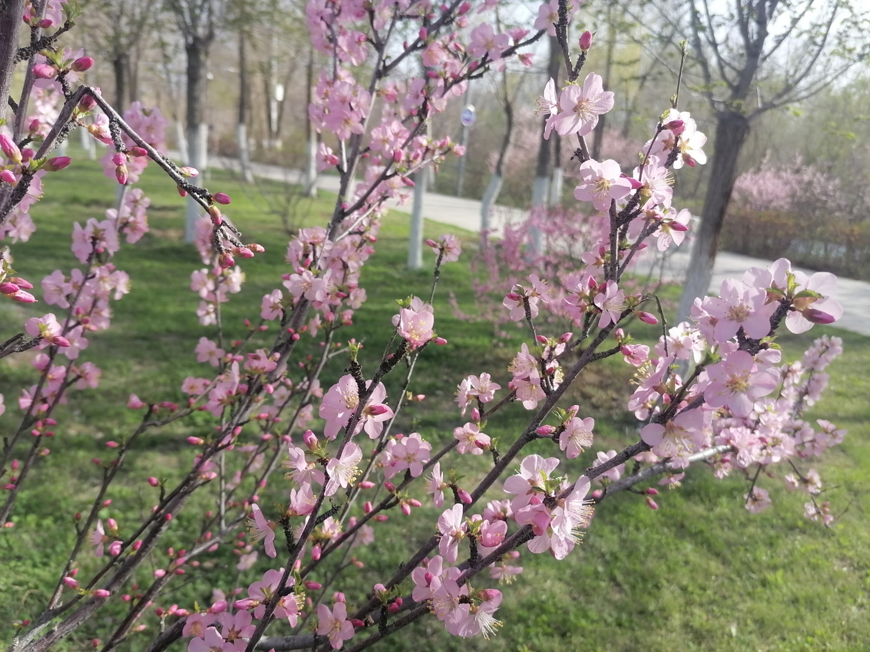 94鲜花盛开,春意盎然94  瞧这粉白色的花树,每一朵花瓣都清丽而富