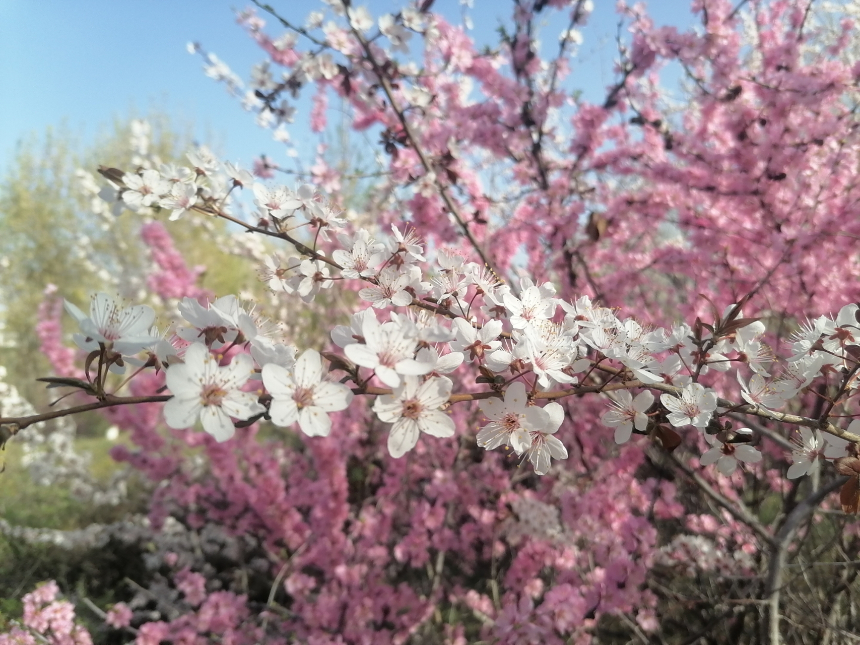 94鲜花盛开,春意盎然94  瞧这粉白色的花树,每一朵花瓣都清丽而富