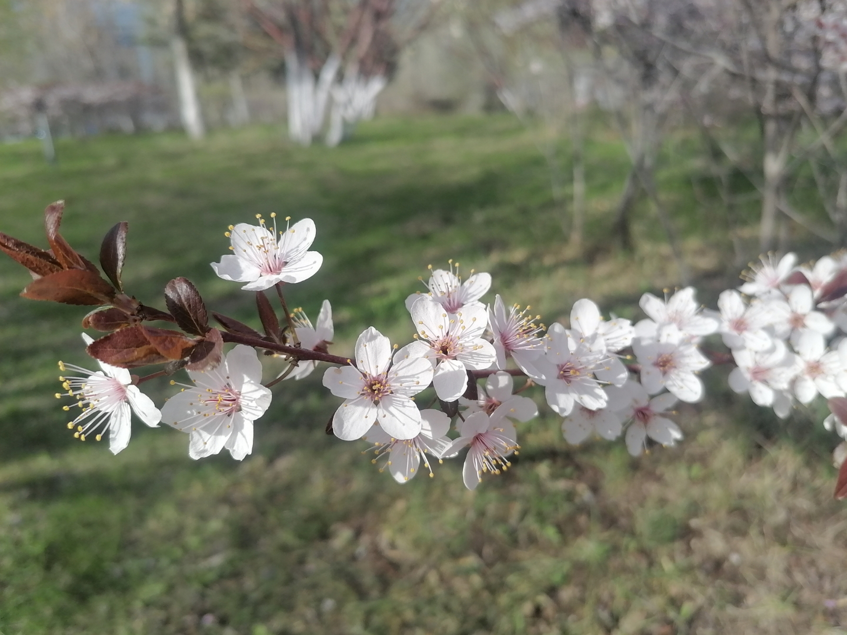 94鲜花盛开,春意盎然94  瞧这粉白色的花树,每一朵花瓣都清丽而富