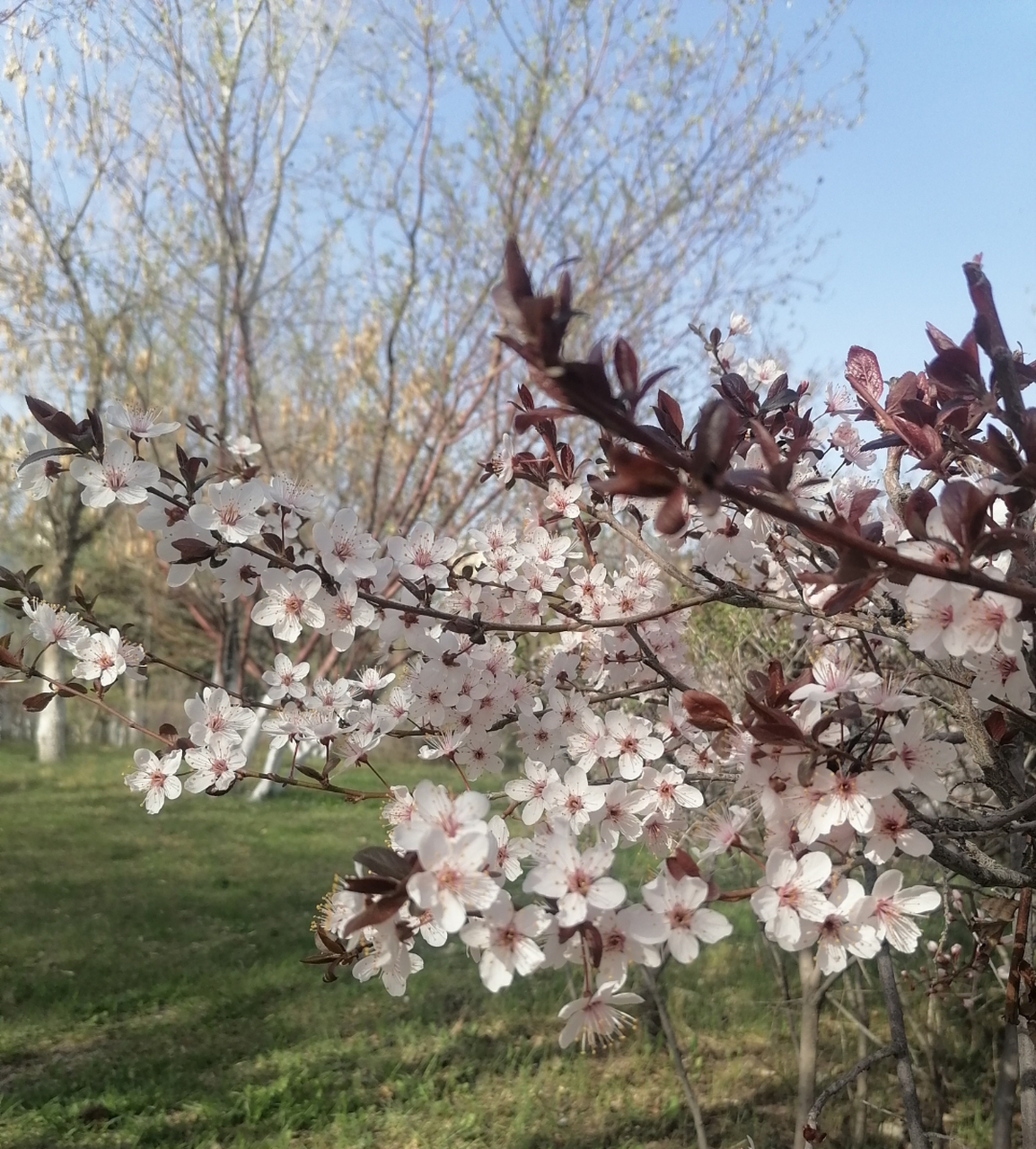 94鲜花盛开,春意盎然94  瞧这粉白色的花树,每一朵花瓣都清丽而富