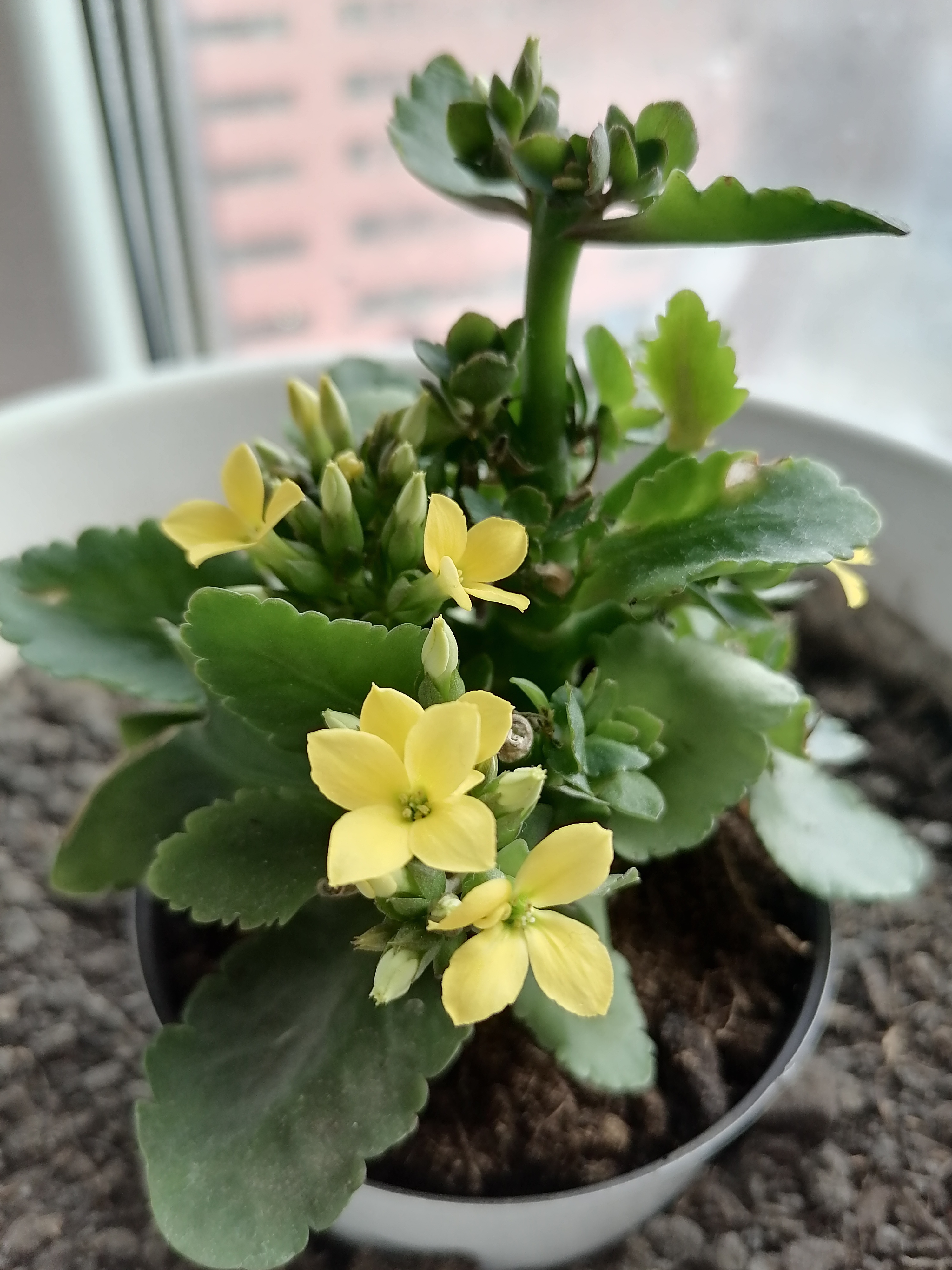 邂逅生活中的小确幸,就像这株盛开的长寿花.