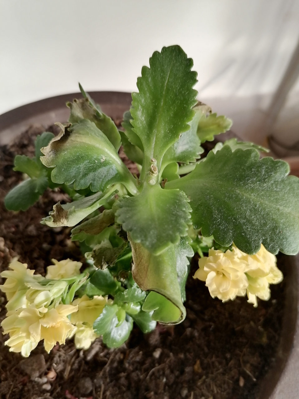 长寿花越养越小,最近叶子也开始黄了,它也要越冬了吗?花友们支个招呗.