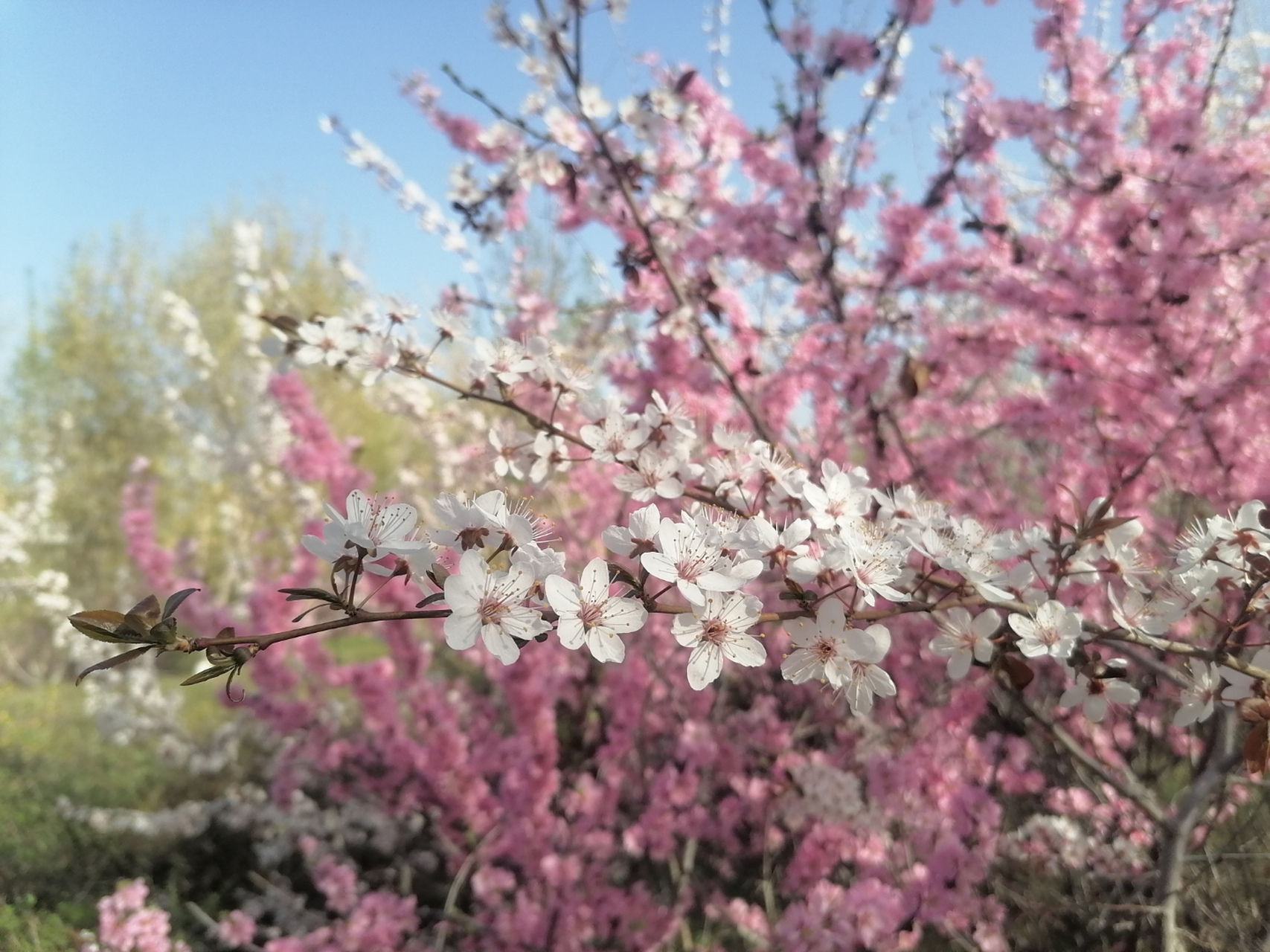 94鲜花盛开,春意盎然94  瞧这粉白色的花树,每一朵花瓣都清丽而富